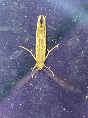 Hydrobiosidae