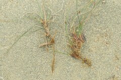 Juncus breweri