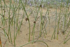 Juncus breweri