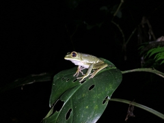 Phyllomedusa trinitatis