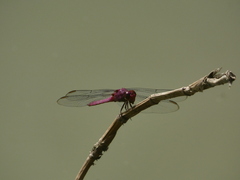 Orthemis discolor