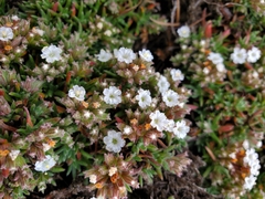 Chorizanthe limariensis