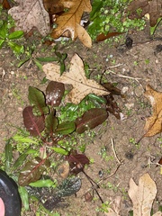 Rumex sanguineus