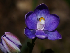 Thelymitra nervosa
