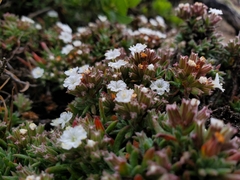Chorizanthe limariensis