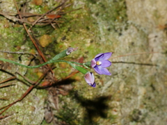 Thelymitra nervosa
