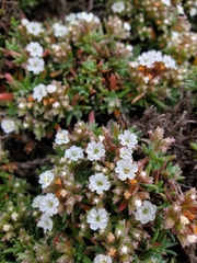 Chorizanthe limariensis