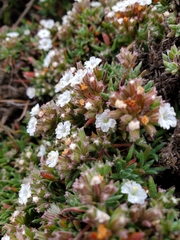 Chorizanthe limariensis