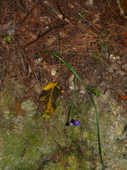 Thelymitra nervosa