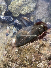 Haliotis cracherodii