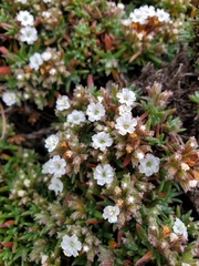 Chorizanthe limariensis
