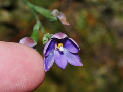 Thelymitra nervosa