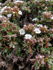 Chorizanthe limariensis
