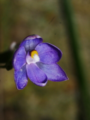 Thelymitra nervosa