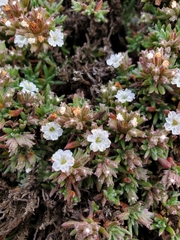Chorizanthe limariensis