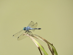 Micrathyria aequalis