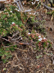 Chorizanthe limariensis