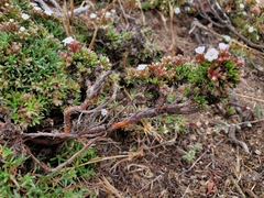 Chorizanthe limariensis