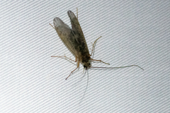 Hydrobiosidae