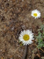 Erigeron luxurians