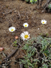Erigeron luxurians