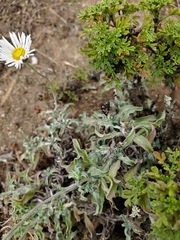 Erigeron luxurians