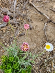 Erigeron luxurians