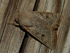 Orthosia gracilis