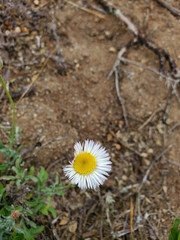 Erigeron luxurians
