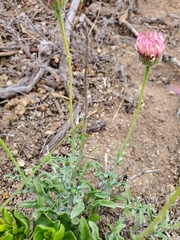 Erigeron luxurians