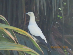 Ducula bicolor