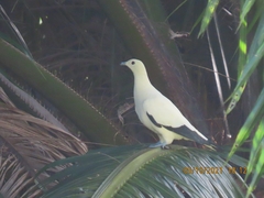 Ducula bicolor