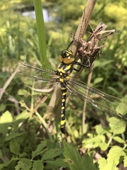 Epophthalmia elegans