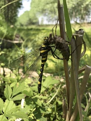 Epophthalmia elegans