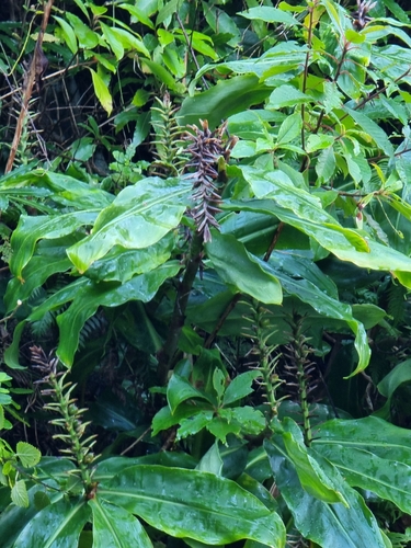 Hedychium image