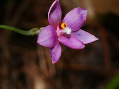Thelymitra hatchii