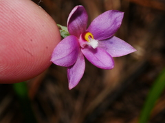 Thelymitra hatchii