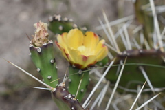 Opuntia monacantha
