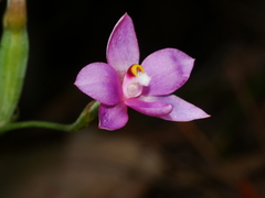 Thelymitra hatchii
