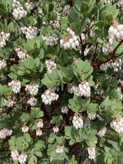 Arctostaphylos catalinae