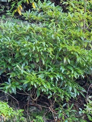 Pittosporum undulatum image