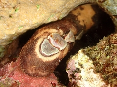 Cryptoplax larvaeformis