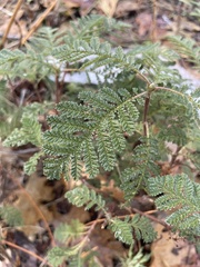 Chamaebatia foliolosa