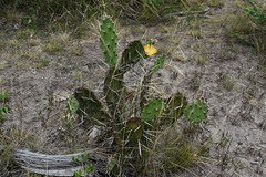 Opuntia monacantha