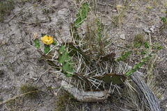 Opuntia monacantha