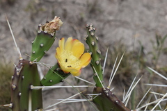 Opuntia monacantha