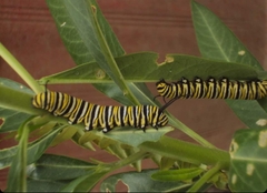 Danaus