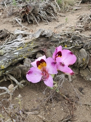 Alstroemeria magnifica