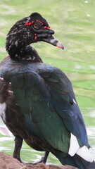 Cairina moschata