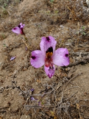 Alstroemeria magnifica